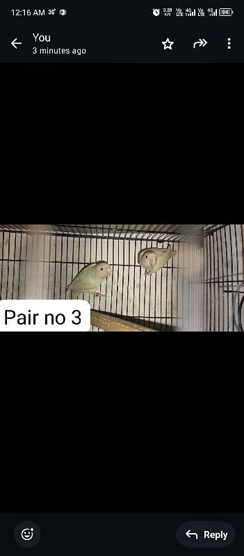 breeder pairs 0