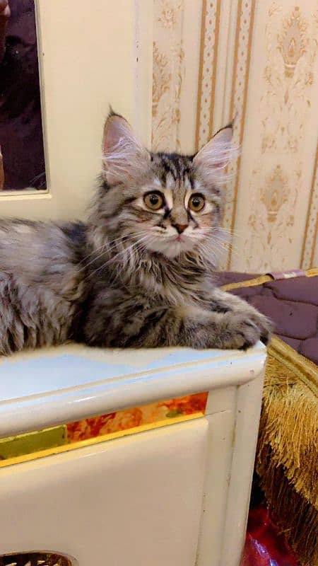 Persian female cat tabby color 2