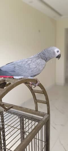 African Grey parrot with cage for sale