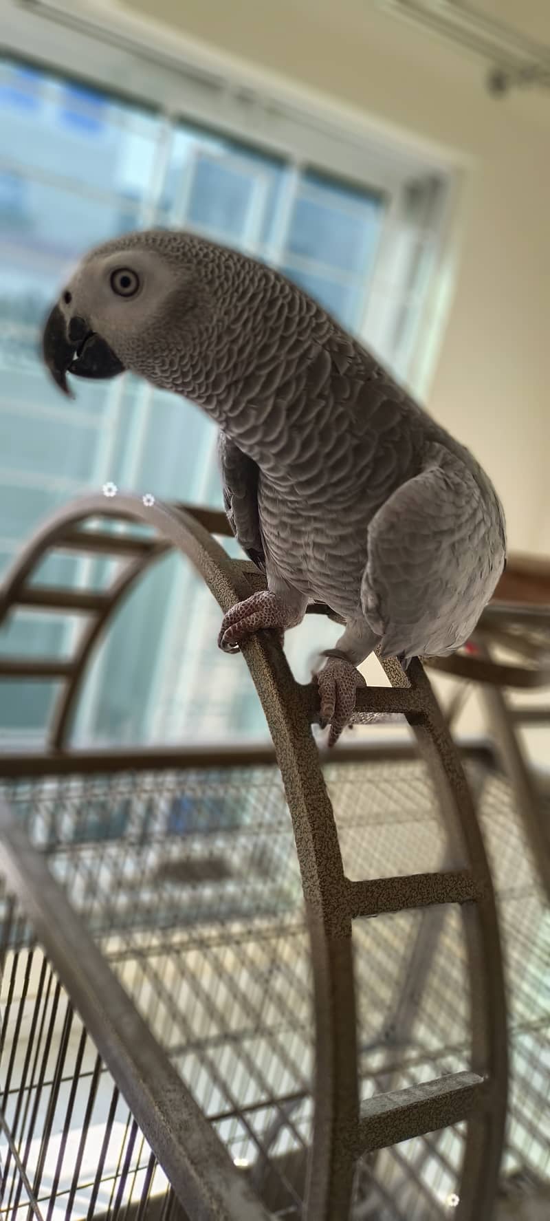 African Grey parrot with cage for sale 1