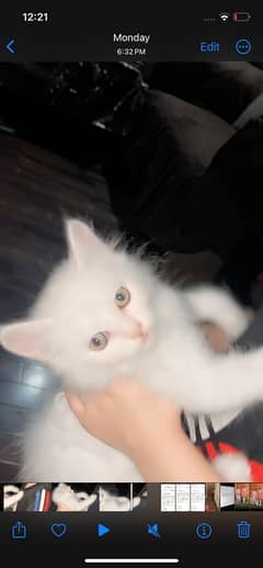 triple coded pure persian cat 2 months and 10 days