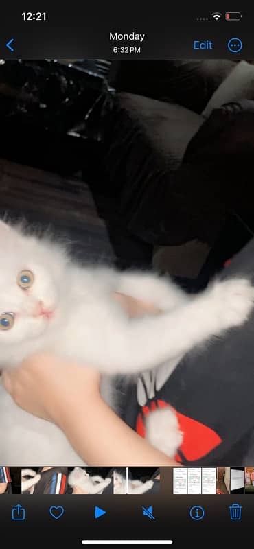 triple coded pure persian cat 2 months and 10 days 1