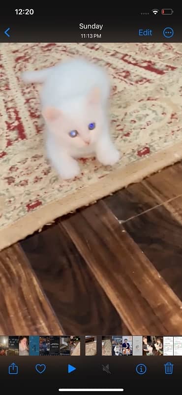 triple coded pure persian cat 2 months and 10 days 2