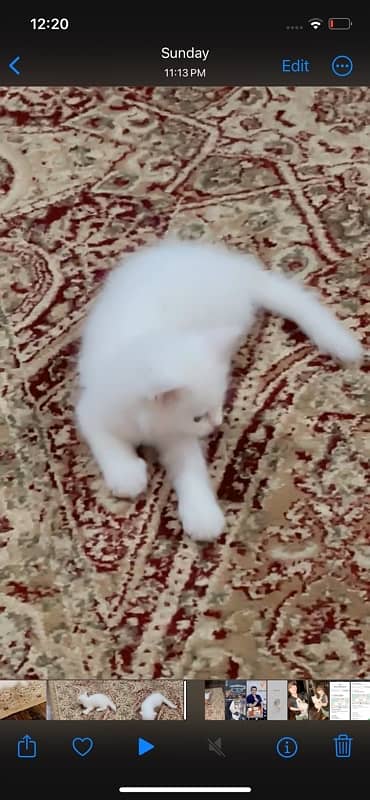 triple coded pure persian cat 2 months and 10 days 3