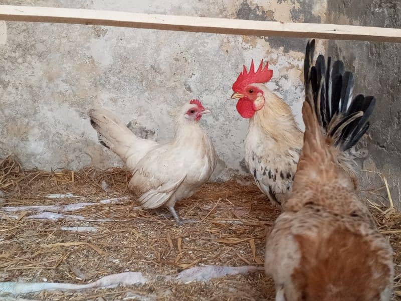 Japanese Bantam Hens And Eggs Available 0