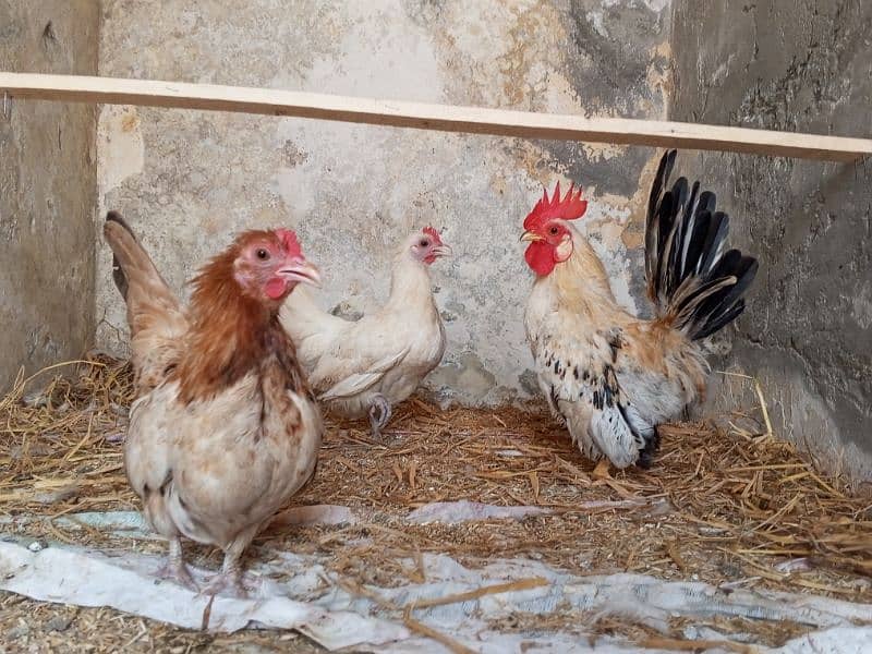 Japanese Bantam Hens And Eggs Available 1