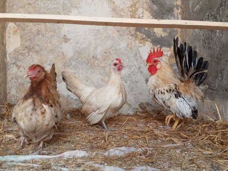 Japanese Bantam Hens And Eggs Available 3