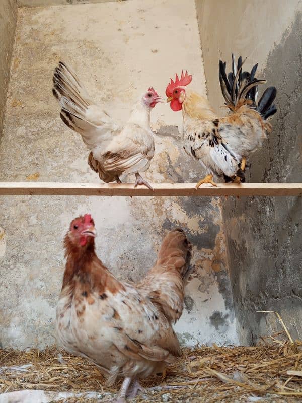 Japanese Bantam Hens And Eggs Available 5