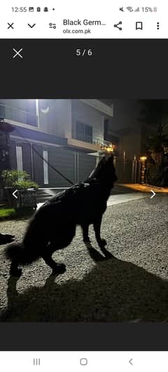 Black gsd available for stud 0