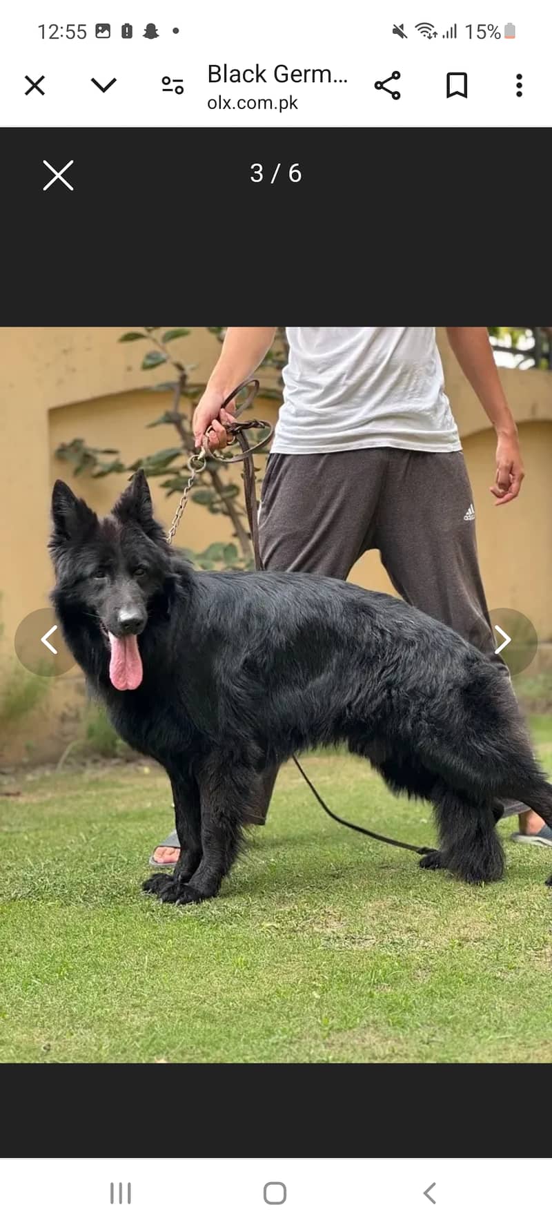 Black gsd available for stud 1