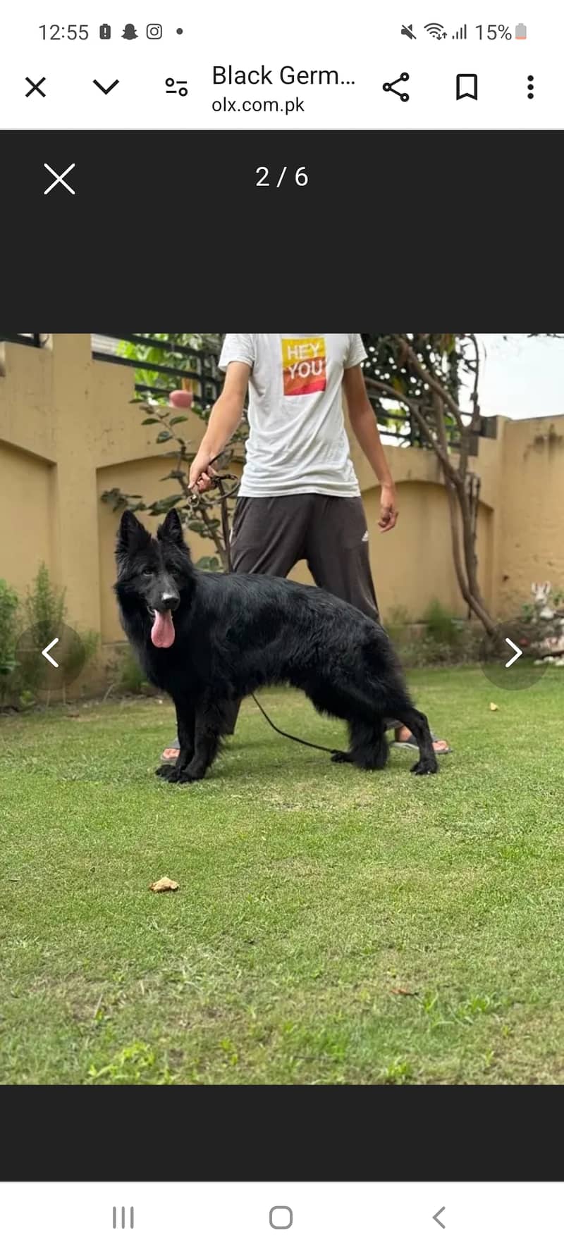 Black gsd available for stud 2