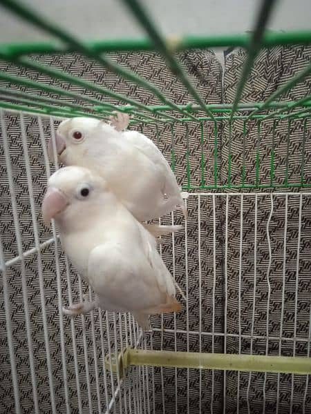 Creamino, Decino, pastel, parblue, Albino red eye, Lutino , love bird 0