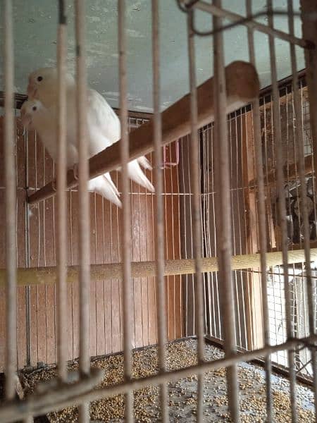 Creamino, Decino, pastel, parblue, Albino red eye, Lutino , love bird 1