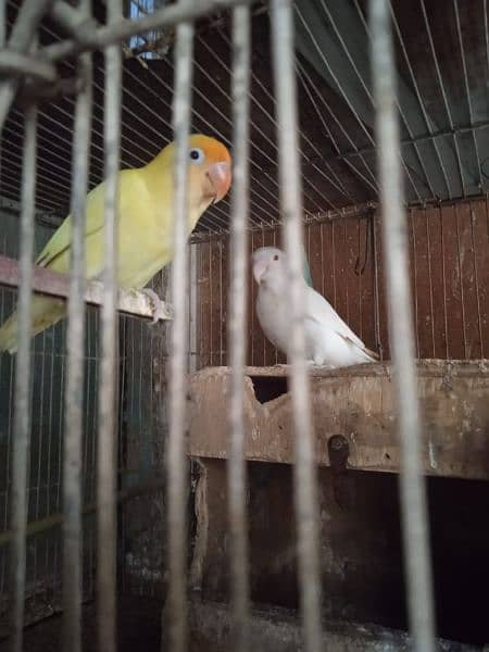 Creamino, Decino, pastel, parblue, Albino red eye, Lutino , love bird 3