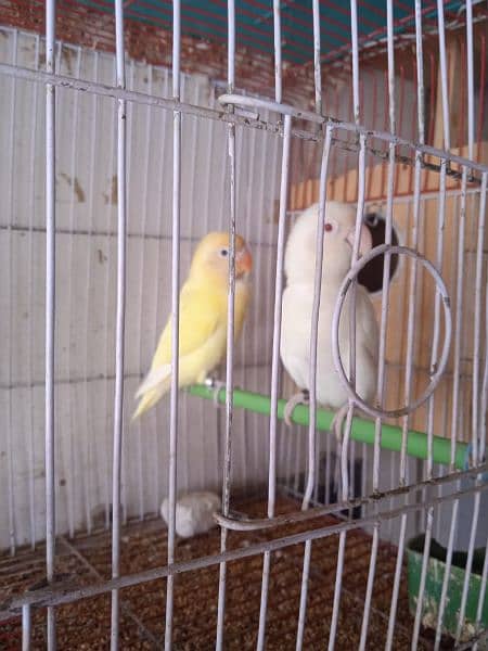 Creamino, Decino, pastel, parblue, Albino red eye, Lutino , love bird 4