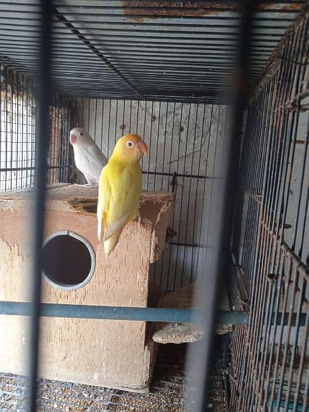 Creamino, Decino, pastel, parblue, Albino red eye, Lutino , love bird 5