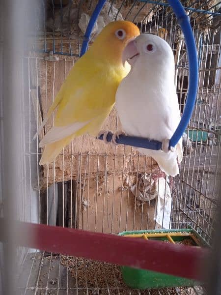 Creamino, Decino, pastel, parblue, Albino red eye, Lutino , love bird 6