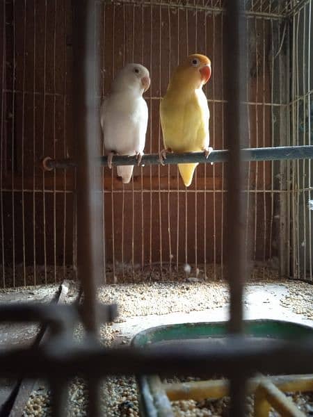 Creamino, Decino, pastel, parblue, Albino red eye, Lutino , love bird 7