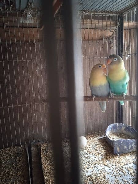 Creamino, Decino, pastel, parblue, Albino red eye, Lutino , love bird 9