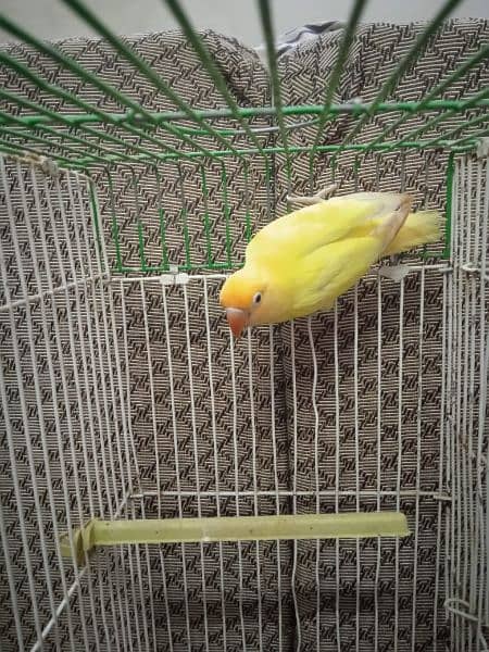 Creamino, Decino, pastel, parblue, Albino red eye, Lutino , love bird 10