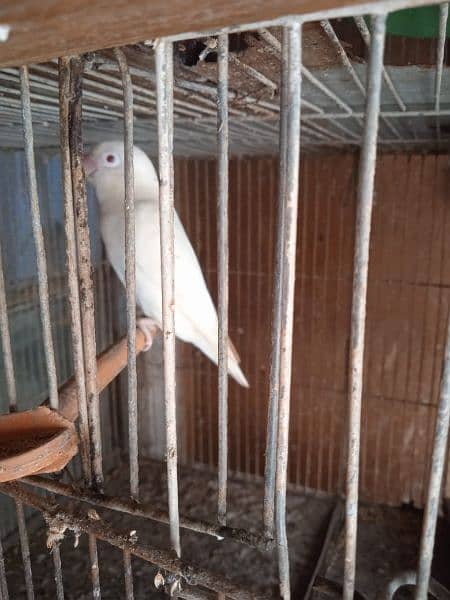 Creamino, Decino, pastel, parblue, Albino red eye, Lutino , love bird 13