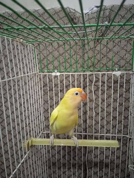 Creamino, Decino, pastel, parblue, Albino red eye, Lutino , love bird 14