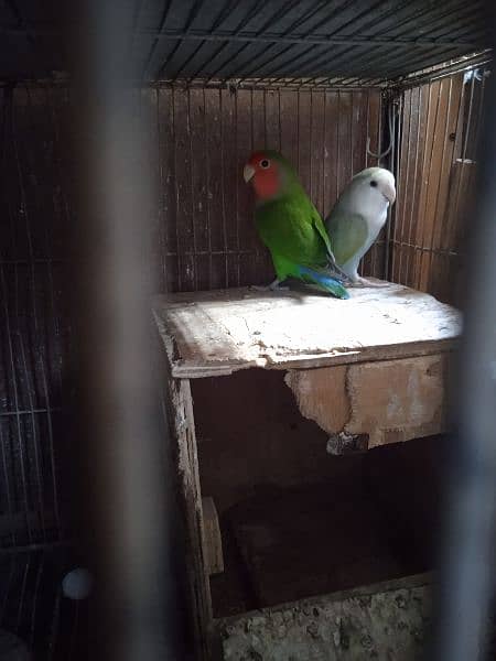 Creamino, Decino, pastel, parblue, Albino red eye, Lutino , love bird 15