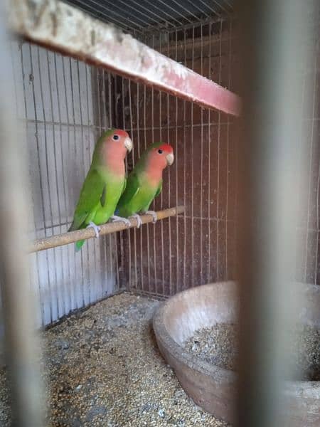 Creamino, Decino, pastel, parblue, Albino red eye, Lutino , love bird 17