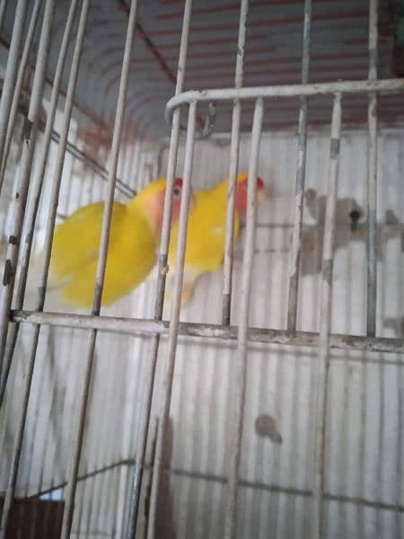 Creamino, Decino, pastel, parblue, Albino red eye, Lutino , love bird 18