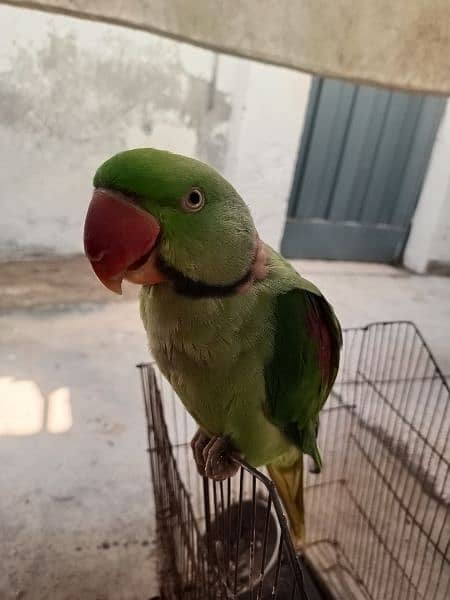 raw parrot 0