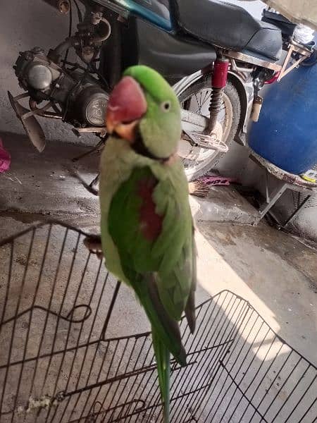 raw parrot 1