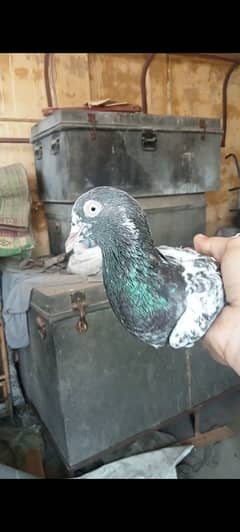 Taddy pigeon 0