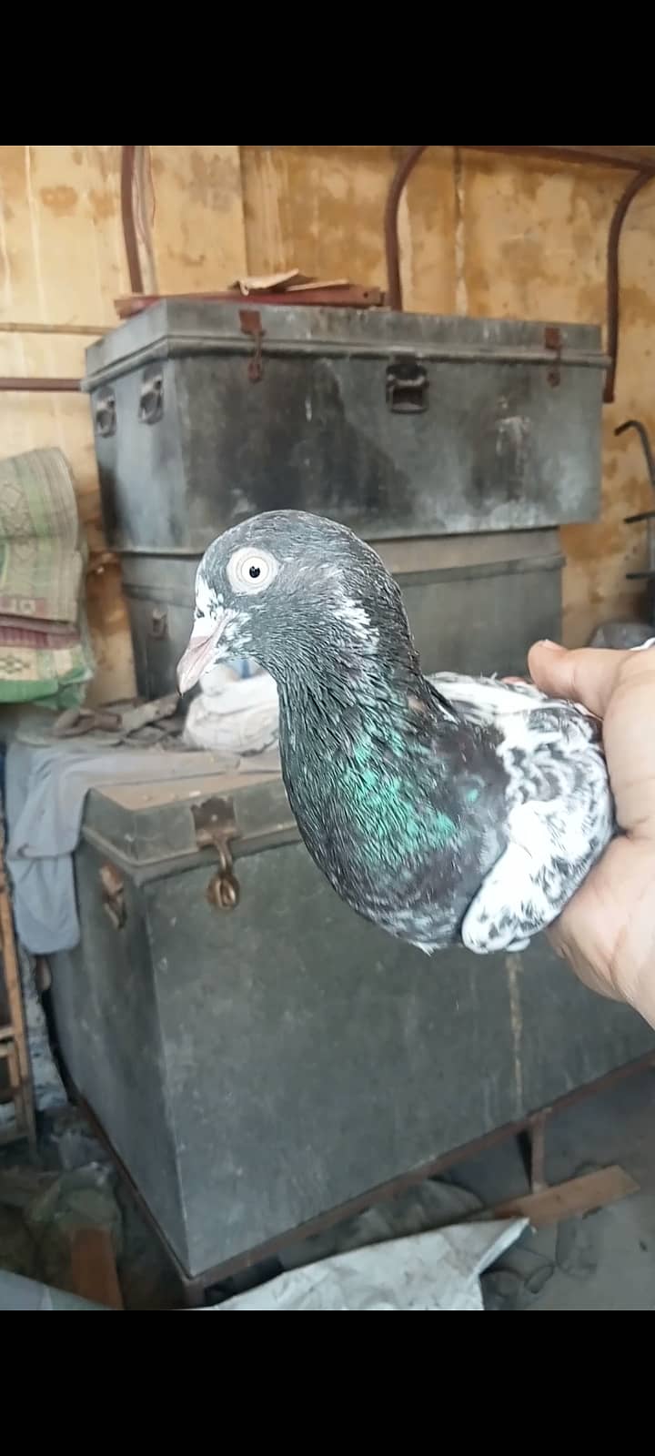 Taddy pigeon 0