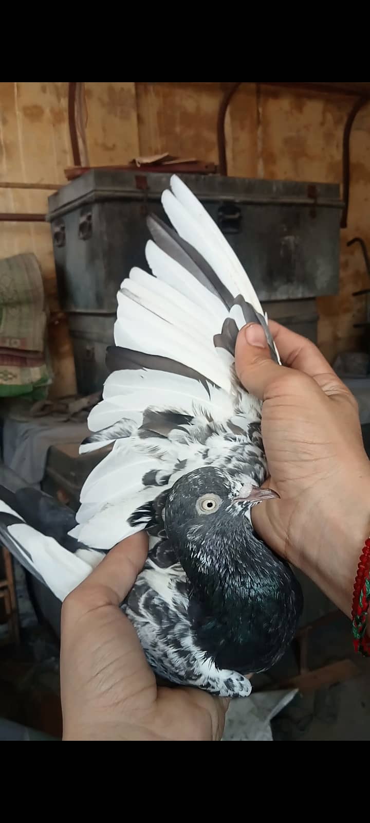 Taddy pigeon 1