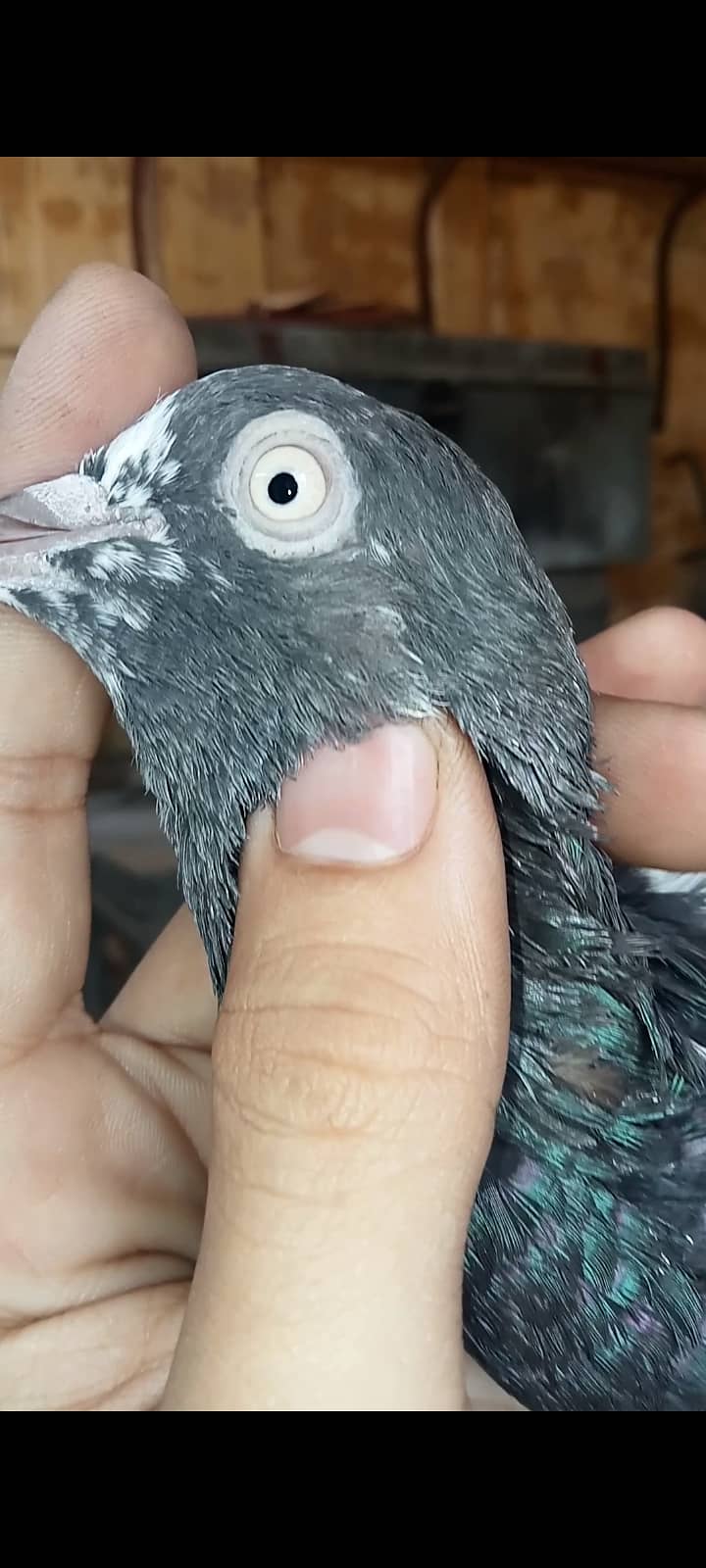 Taddy pigeon 2