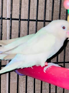 albino breeder Lutino breeder