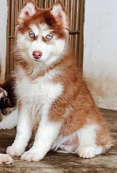 extreme wholly coat high quality siberian ​​Husky Puppies Available