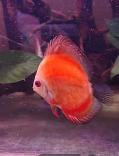 high quality Discus