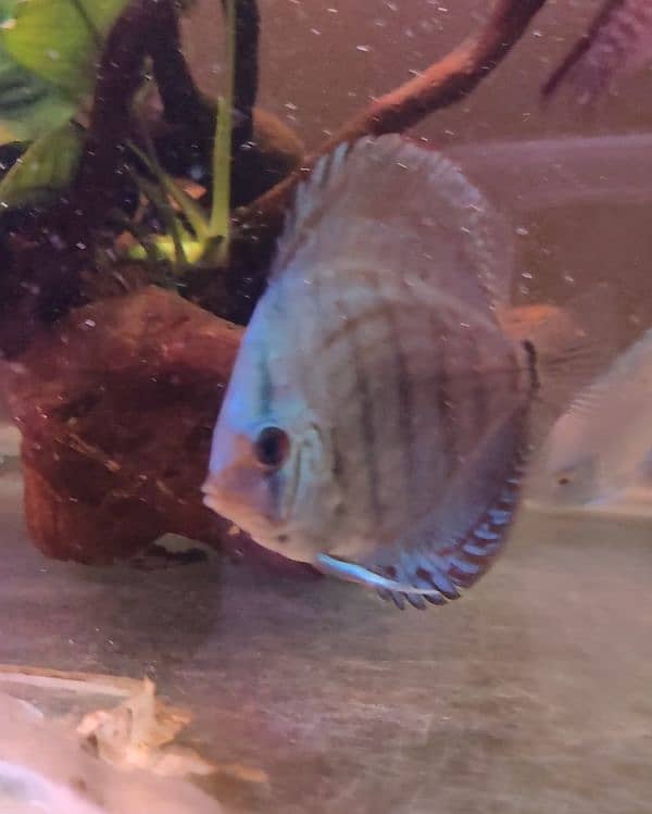 high quality Discus 1