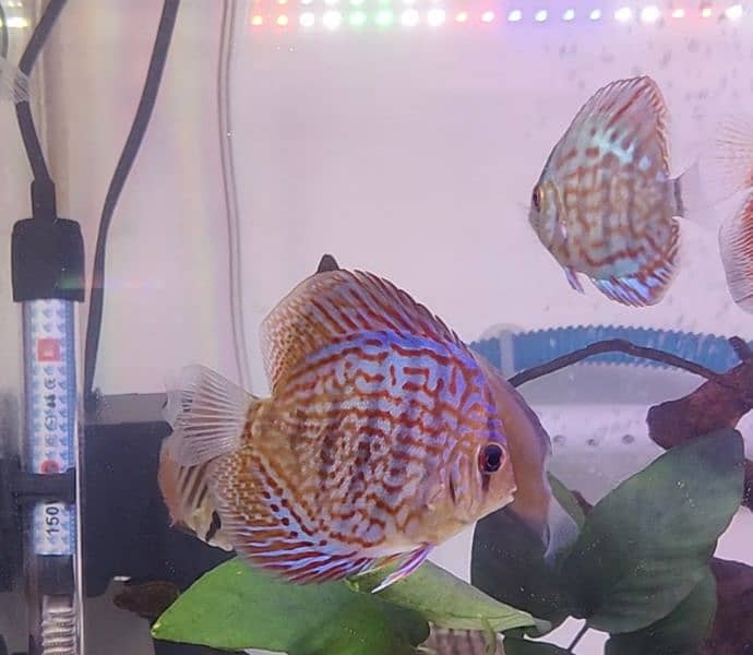 high quality Discus 2