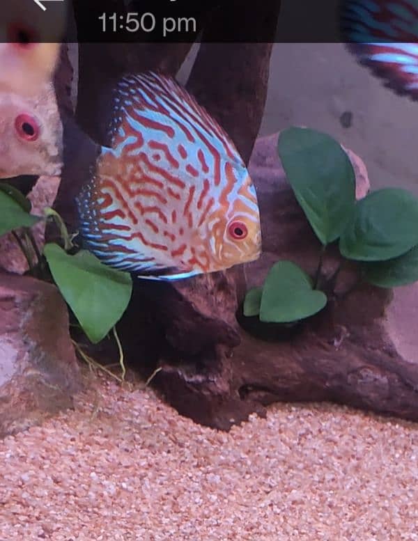 high quality Discus 3