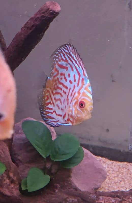 high quality Discus 4