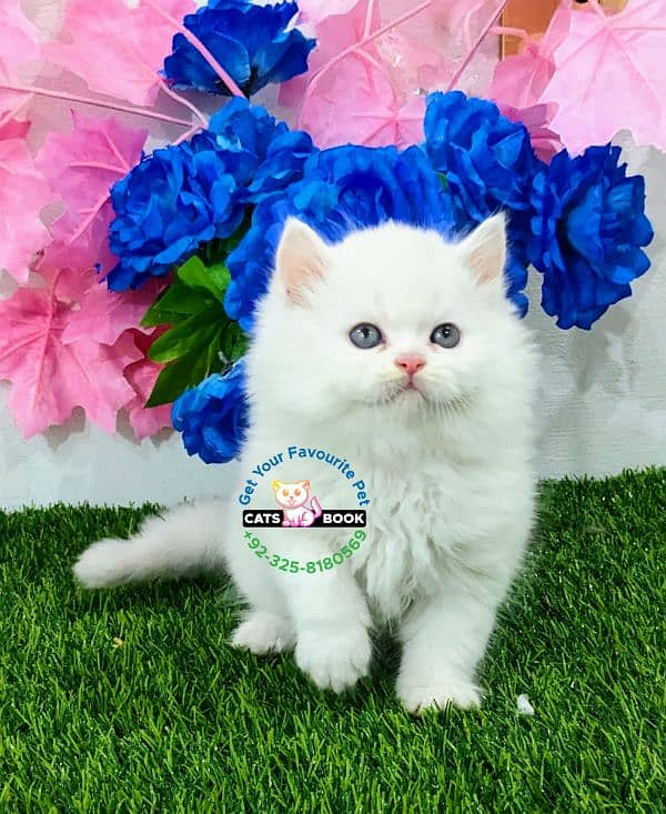 Pure white triple coated Punch  face Persian kitten 0