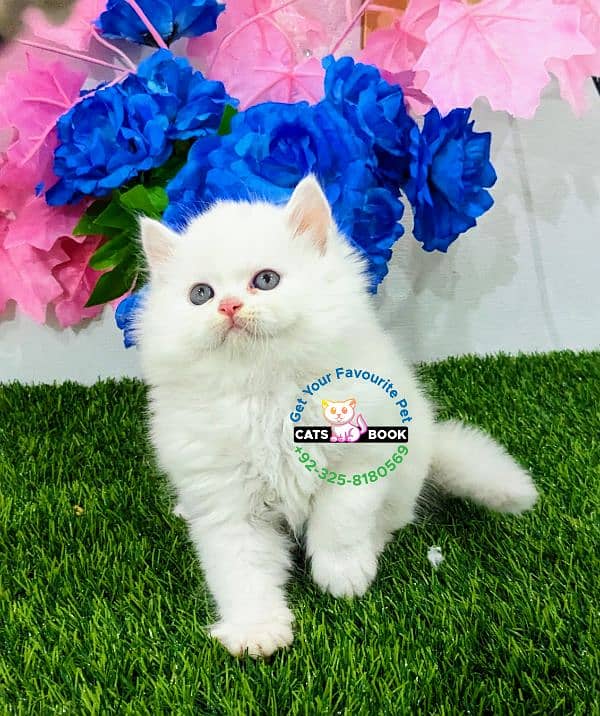 Pure white triple coated Punch  face Persian kitten 1