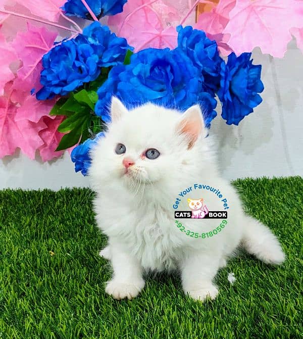 Pure white triple coated Punch  face Persian kitten 2