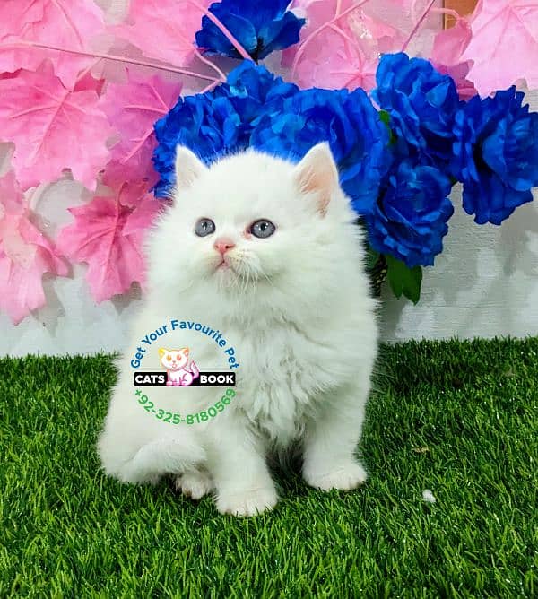 Pure white triple coated Punch  face Persian kitten 3