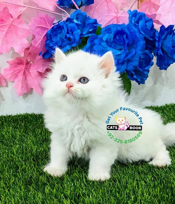 Pure white triple coated Punch  face Persian kitten 4