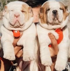 king alabai pair dog | Alabai Breed | Alabai Puppies For Sale