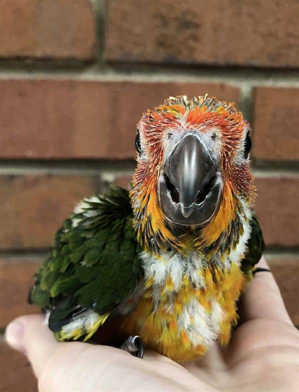 Aferican Sun Conure 1