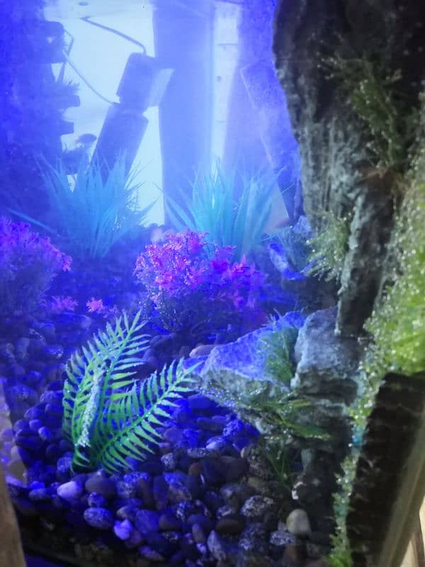 New 3D Running Aquarium For Sale. 10